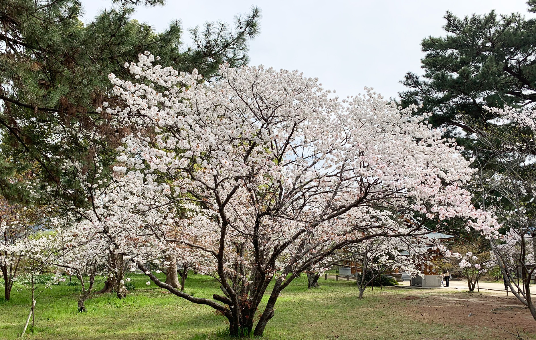 COMPANY DITAILS-RIKYU ORGANIZATION